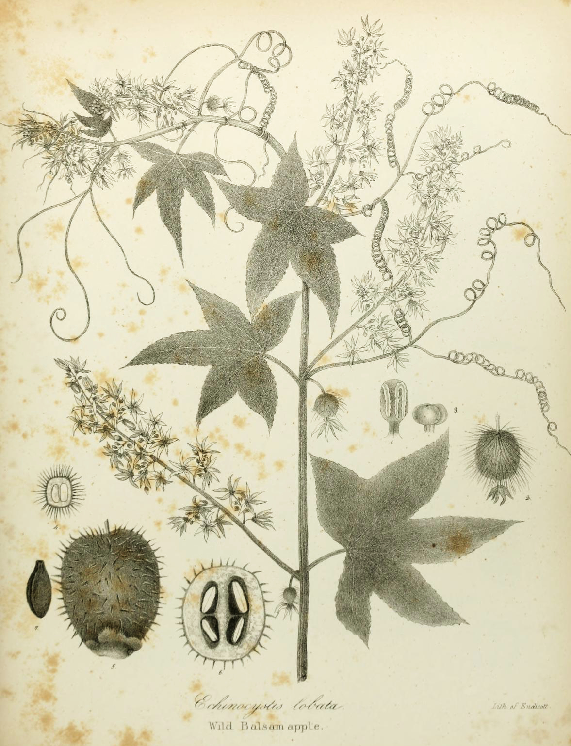File:Darwin Tree 1837.png - Wikipedia