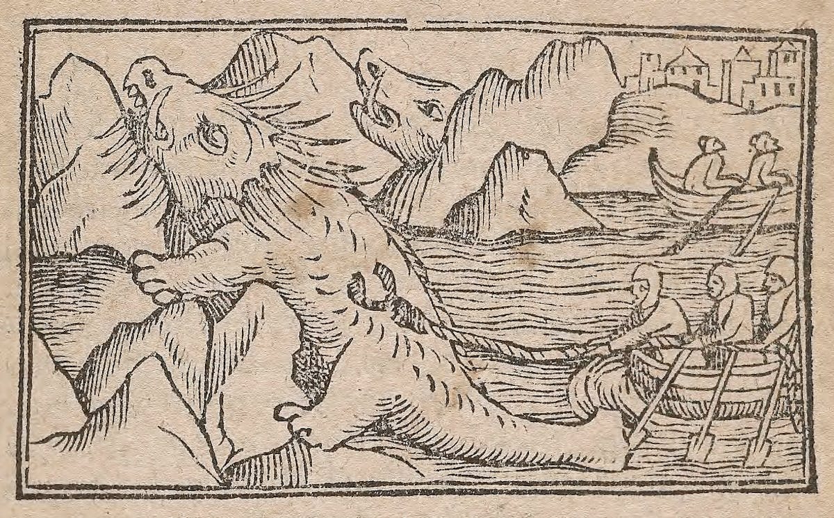 olaus magnus walrus