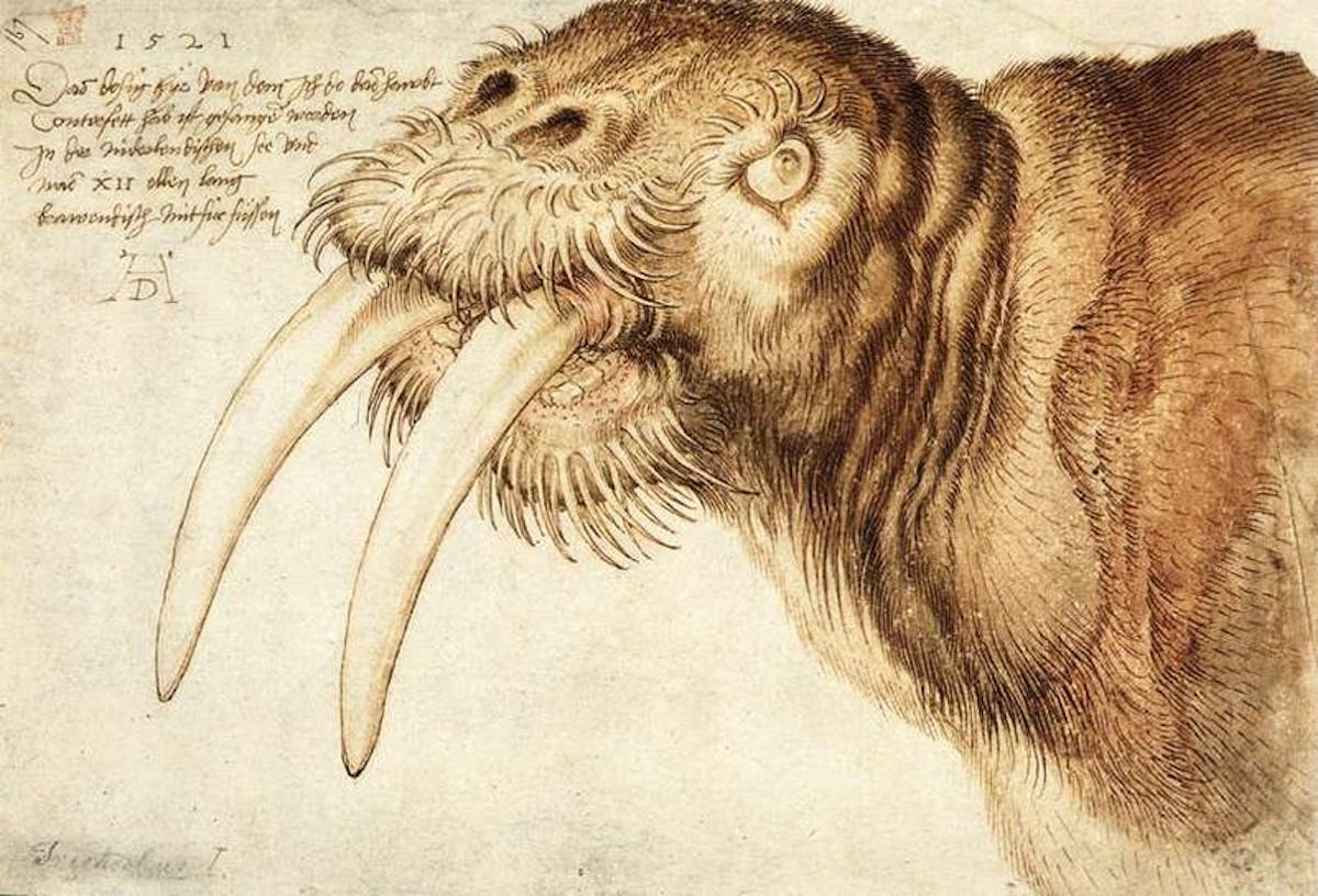 durer walrus