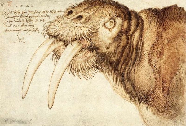 Decoding the Morse: The History of 16th-Century Narcoleptic Walruses