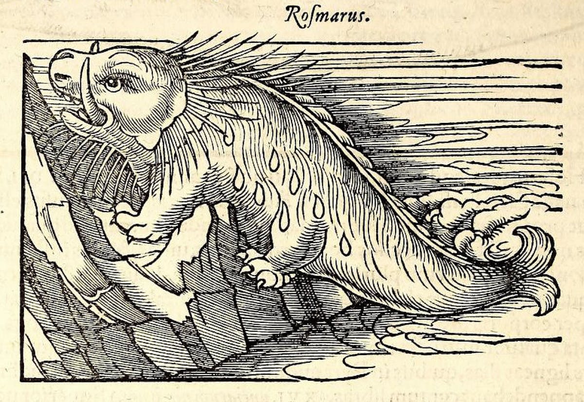 gesner rosmarus walrus