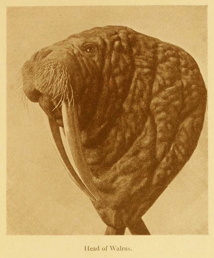 walrus head