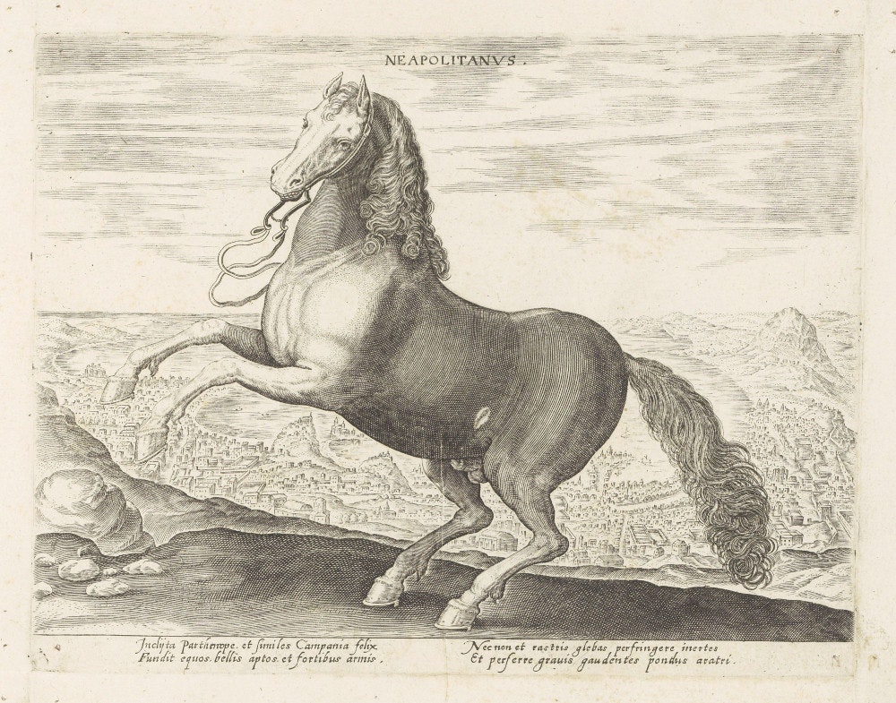 neopolitana horse
