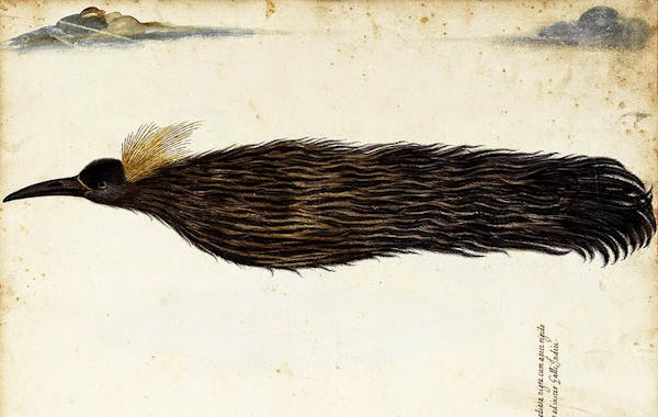 Fallen Angels: Birds of Paradise in Early Modern Europe