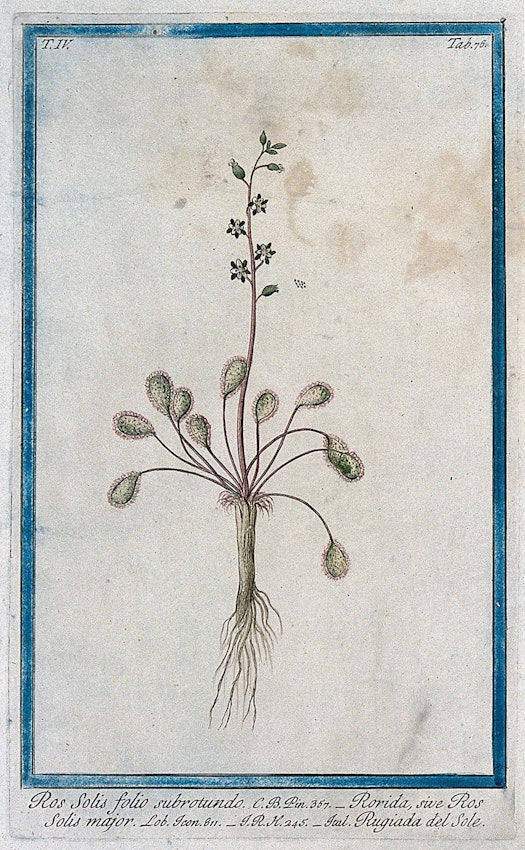 sundew botanical illustration