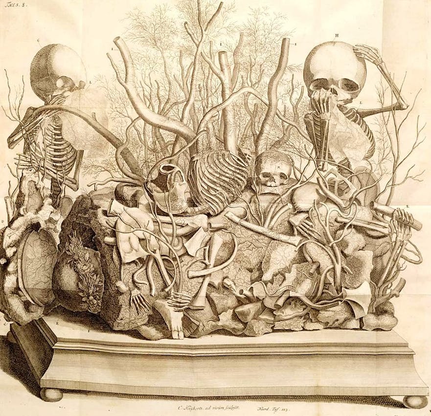 Ruysch skeleton display