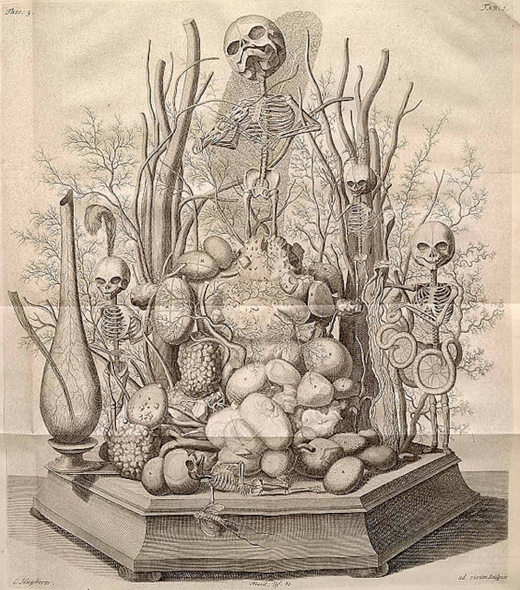 Ruysch skeleton display