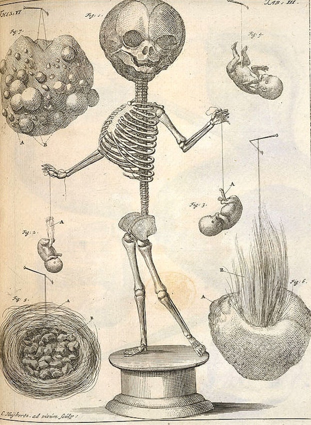 Ruysch skeleton display