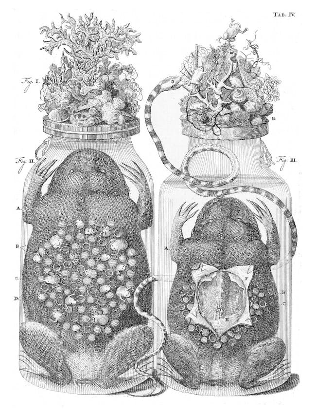 embalming jar ruysch