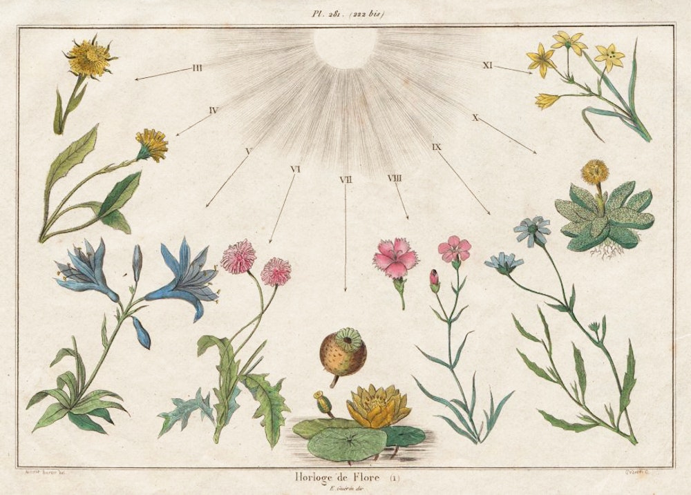 A Linnaean flower clock with botanical illustrations, each flower representing a different hour according to its time of bloom, arrayed in a semicircle around rays emanating from a central point.