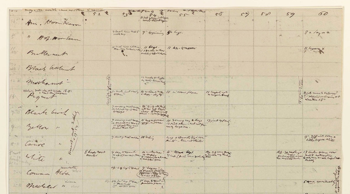 Handwritten phenological observations table with dates and notes on flora and fauna.