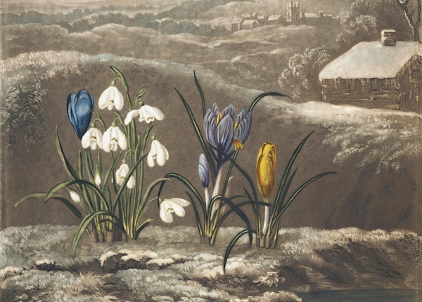 From Snowdrop to Nightjar: Robert Marsham’s “Indications of Spring” (1789)