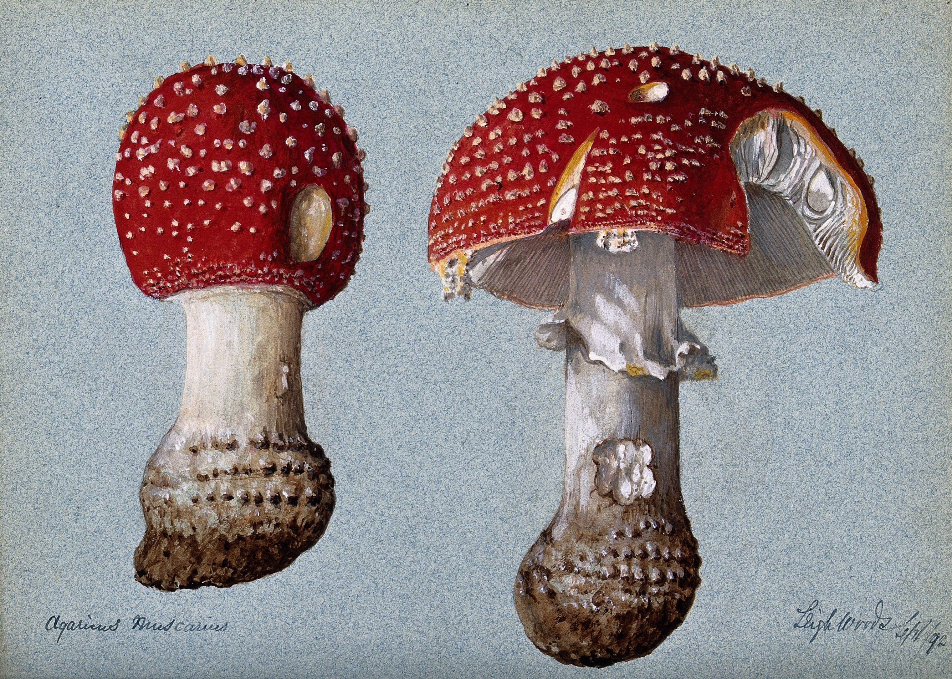 Fungi, Folklore, and Fairyland – The Public Domain Review