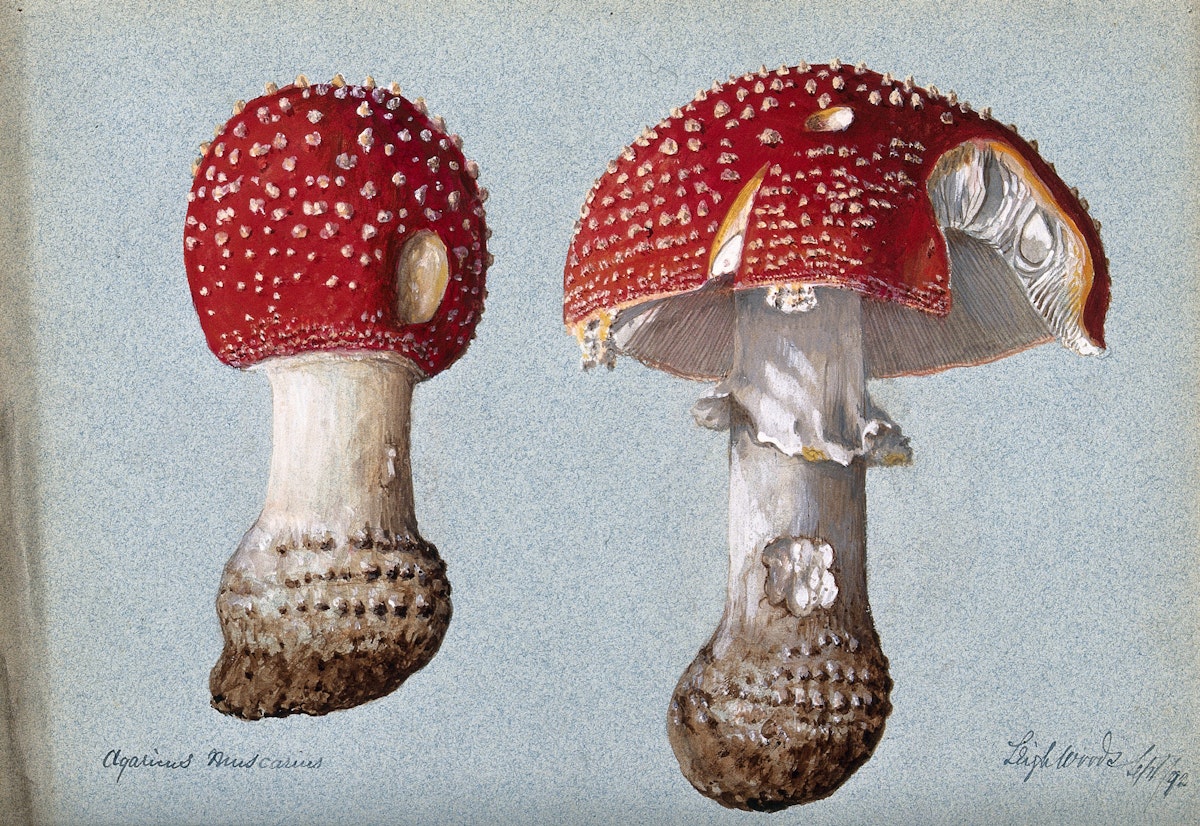 Fungi, Folklore, and Fairyland — The Public Domain Review