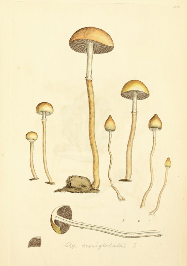 James Sowerby mushroom