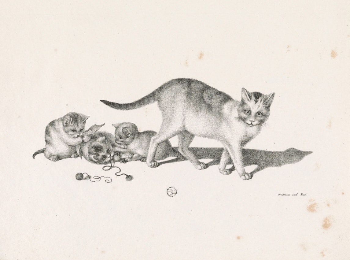 A cat walks nearby while three kittens play with a ball of string on the ground.