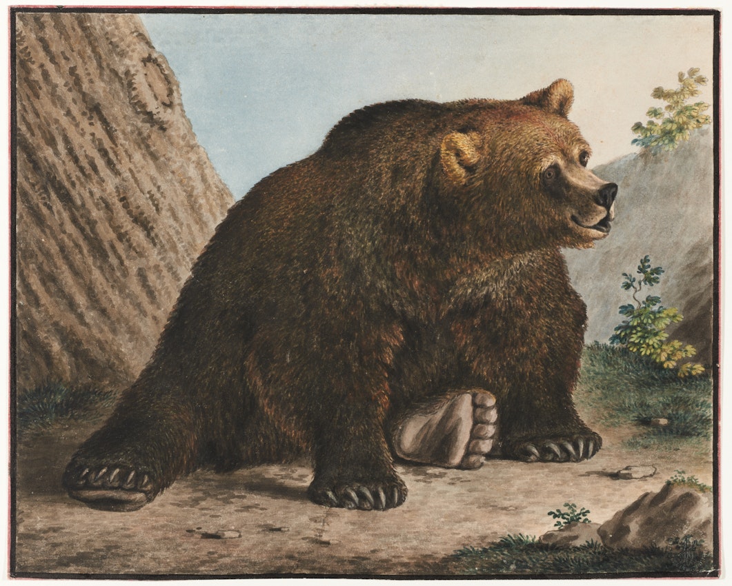 A bear stands on a rocky surface, looking to the side with its mouth slightly open.