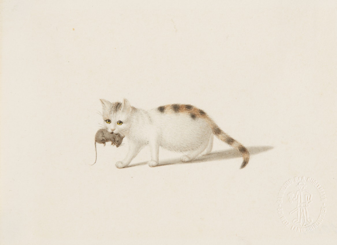 A cat carries a small mouse in its mouth as it walks forward, keeping its body low to the ground.