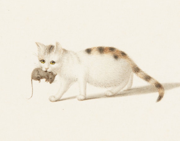 White cat with brown spots and yellow eyes carries a mouse in its mouth while crouching on a plain background.