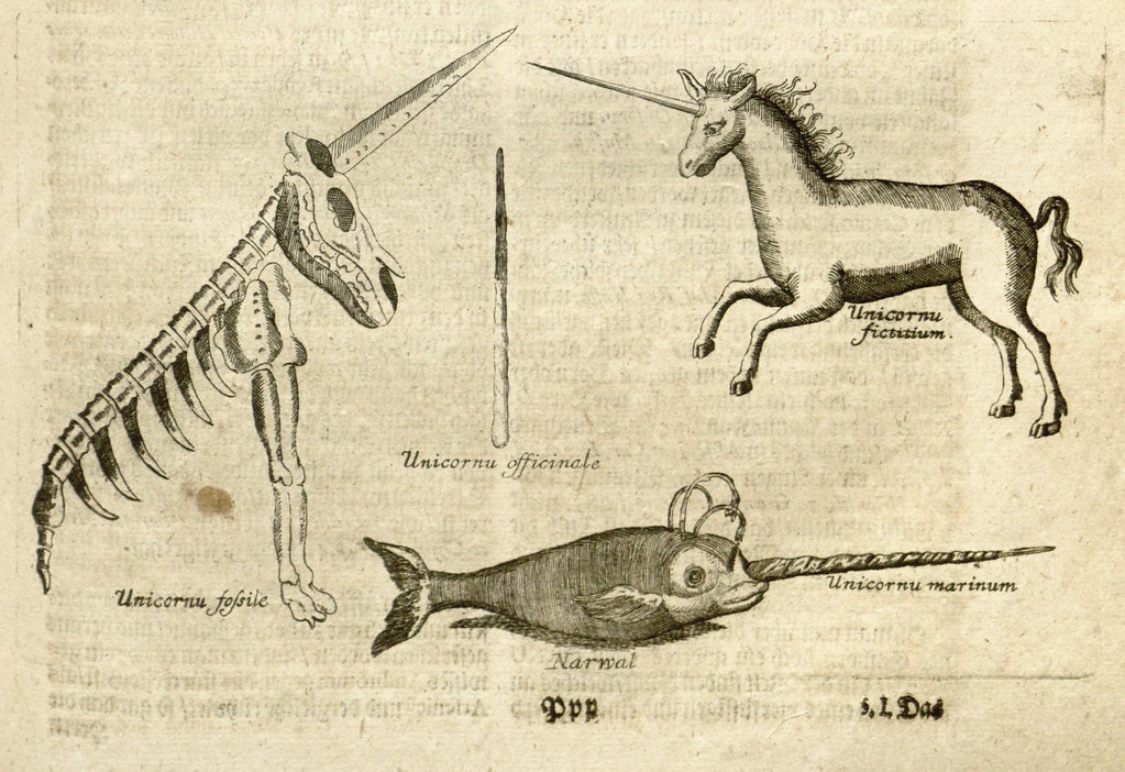 unicorn narwhal illustration