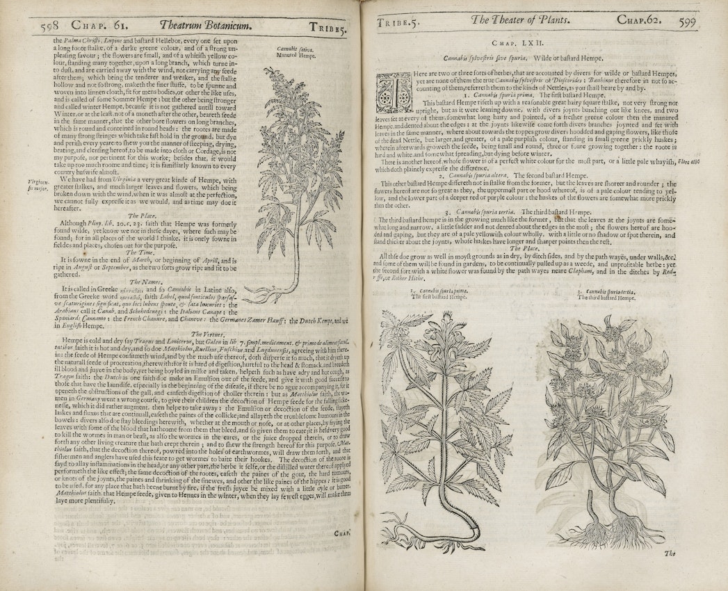 early mention of cannabis