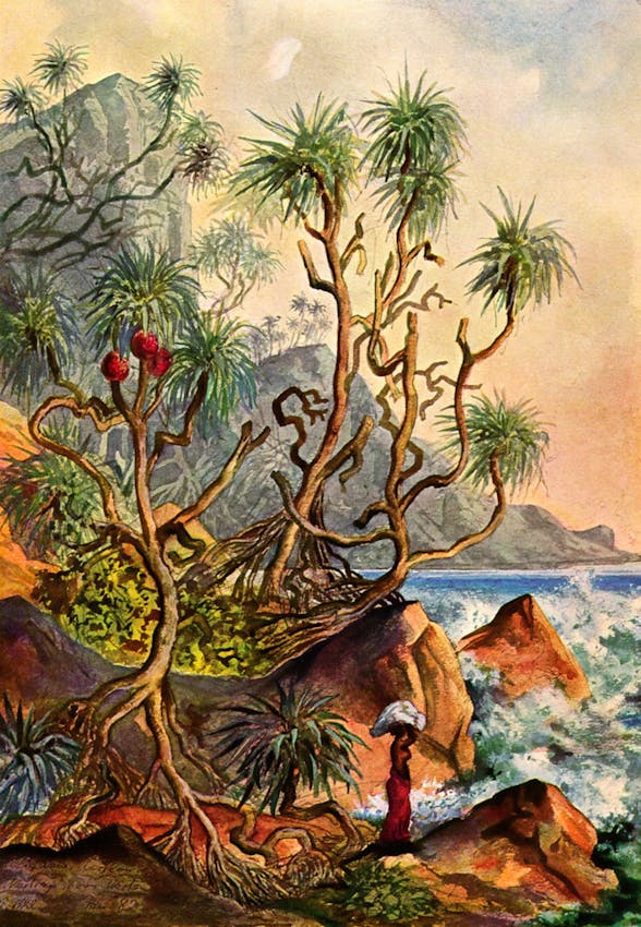 haeckel ceylon