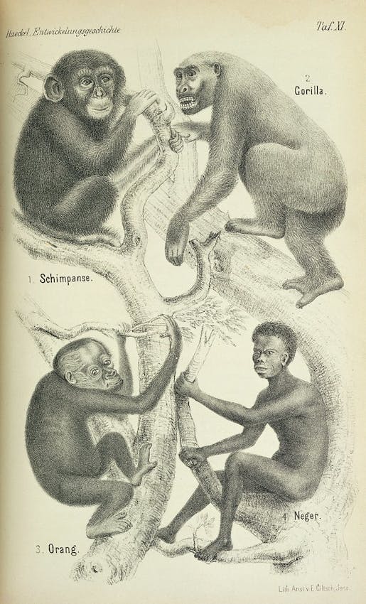 haeckel evolution racism