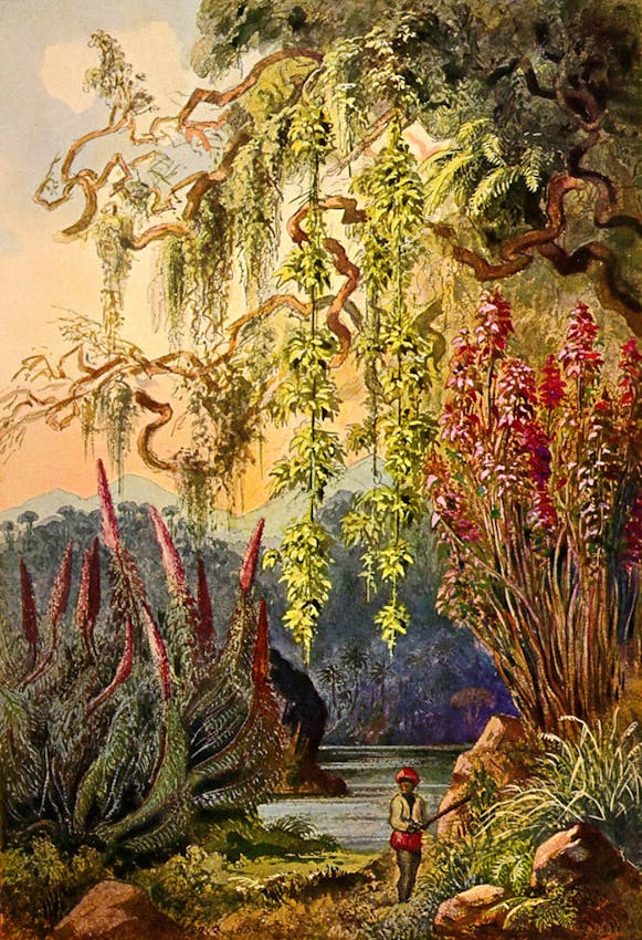 haeckel ceylon jungle