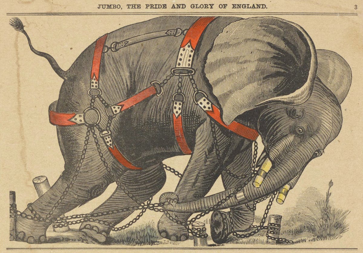 Engraving of Jumbo straining against chains