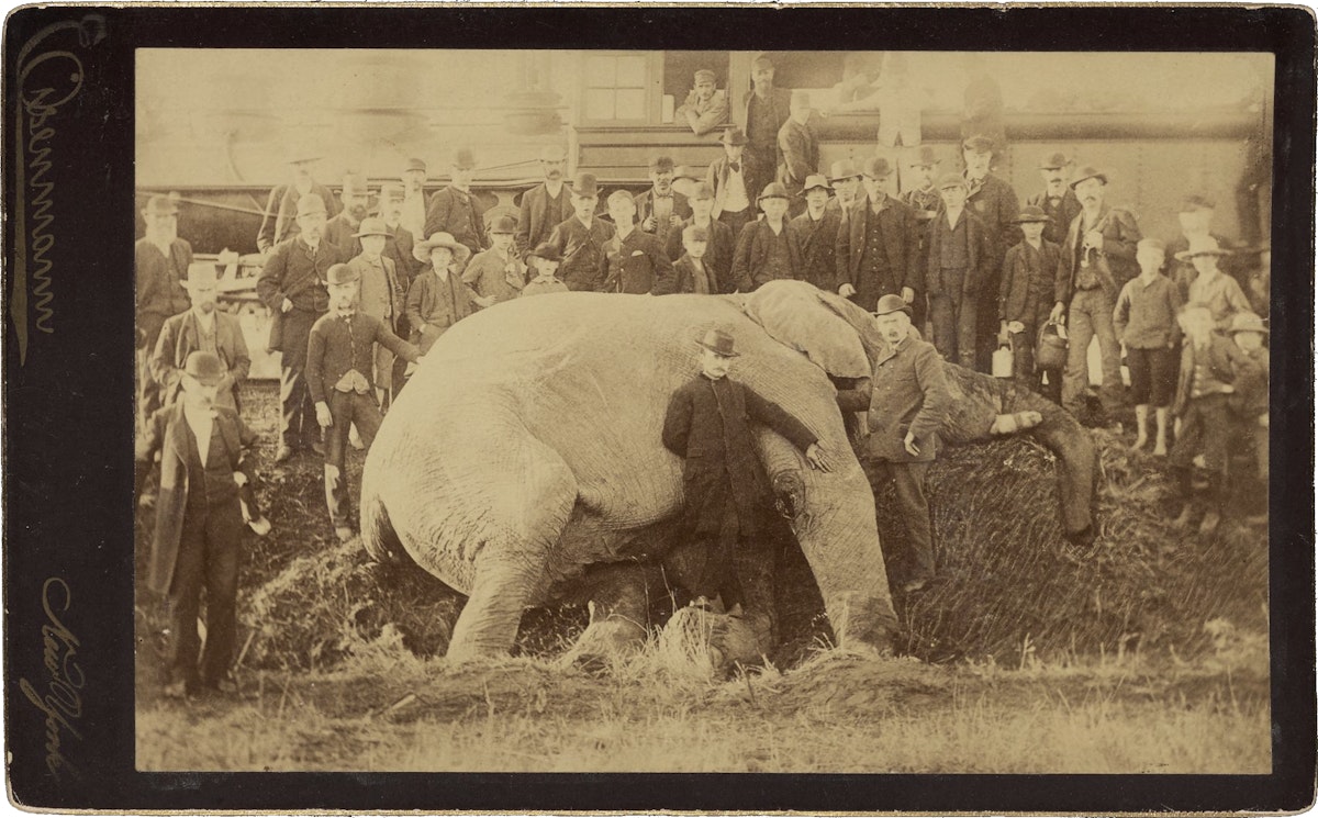 Men posing around the dead body of Jumbo