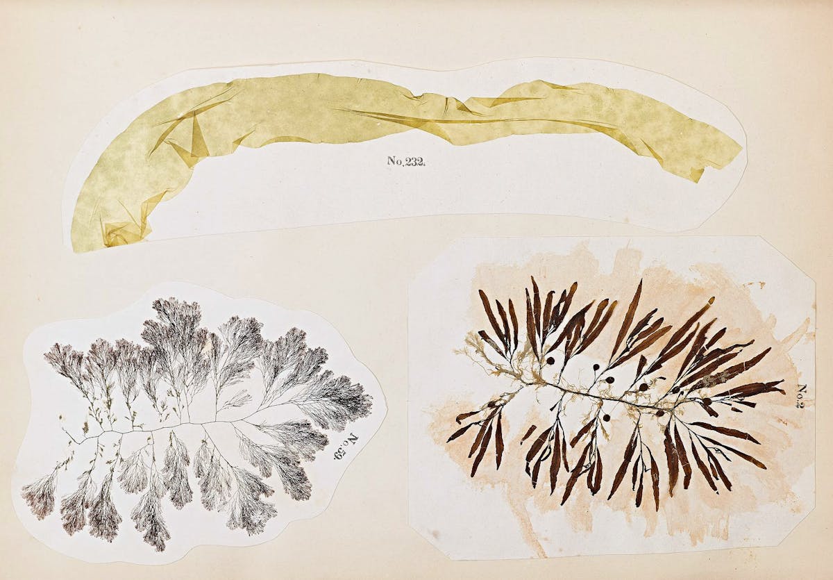 Three seaweed samples with identifying numbers