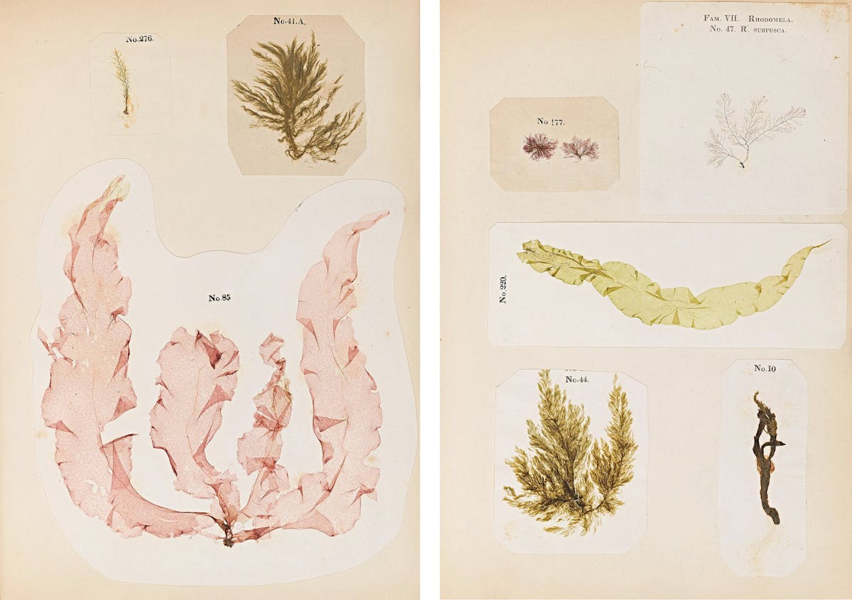 Two pages of seaweed specimens with numerical labels