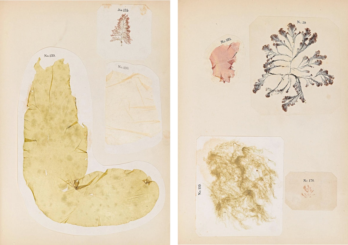Two pages of seaweed specimens with numerical labels