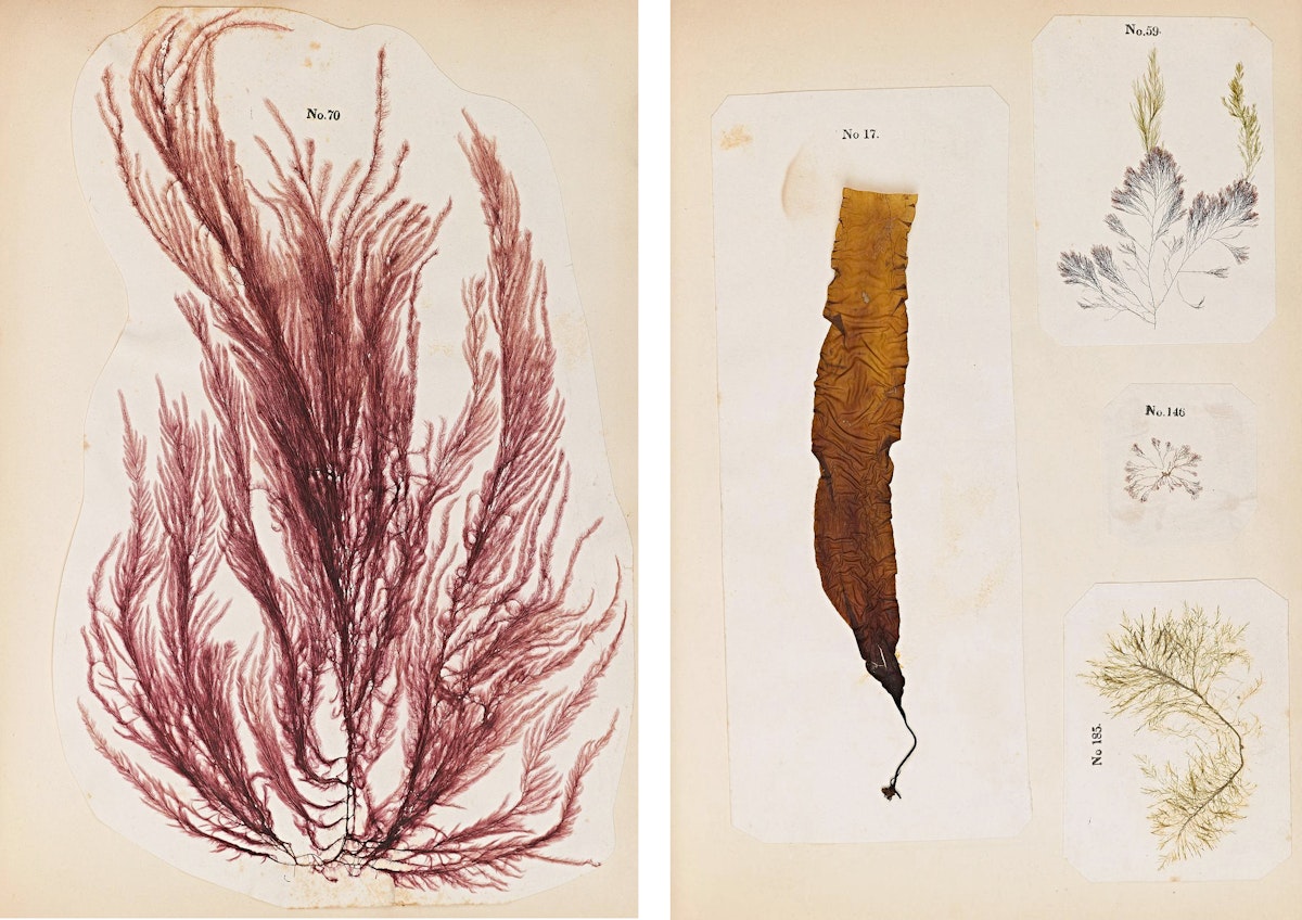 Two pages of seaweed specimens with numerical labels