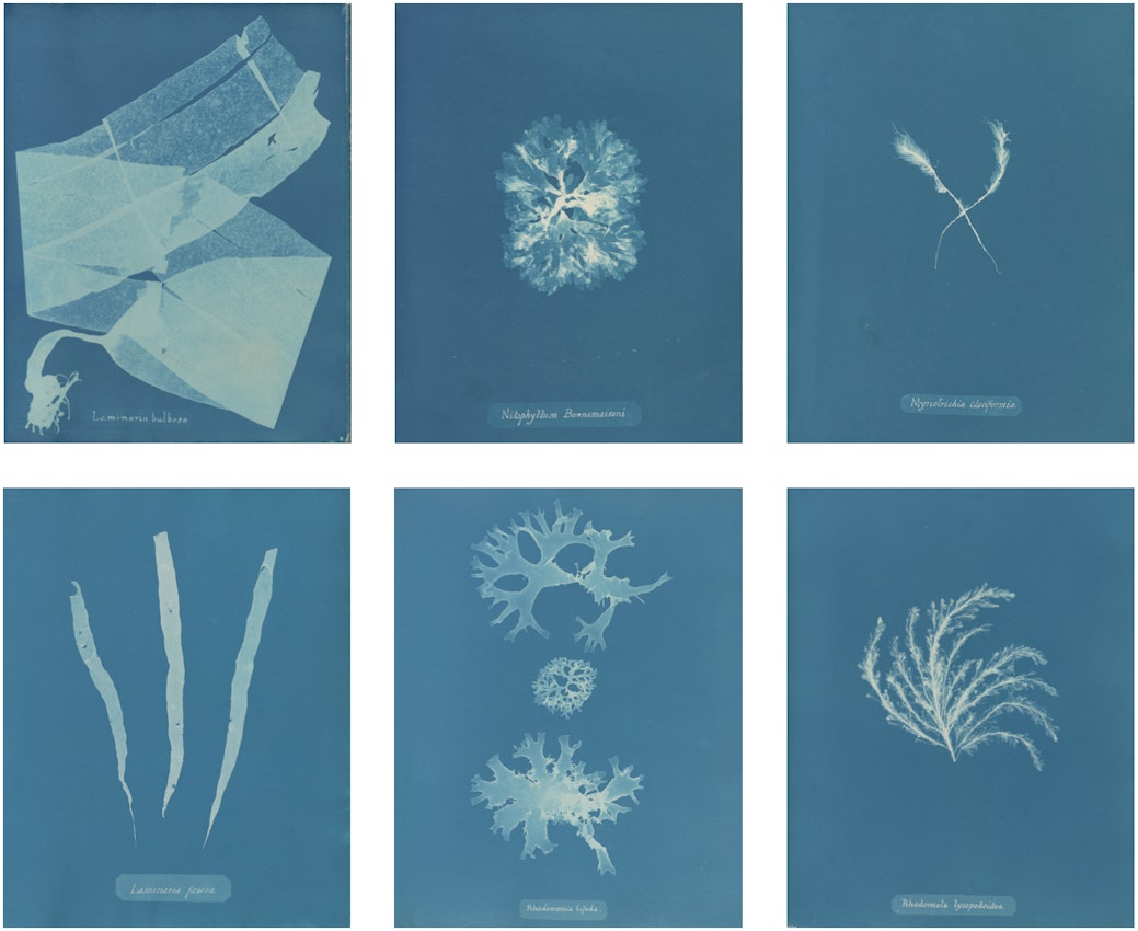 Six cyanotype images of algae