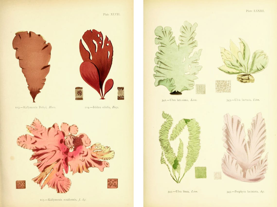 Two facing pages, three specimens represented on the left and four on the right