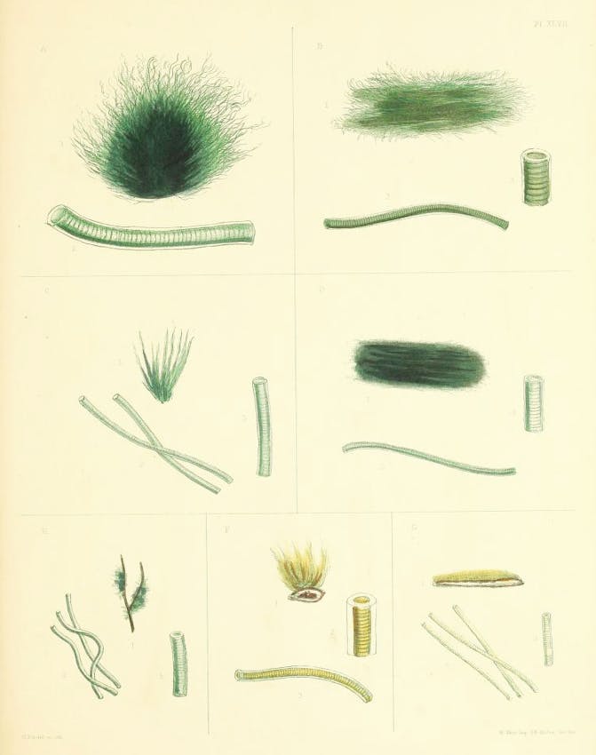 Renderings of seven different cyanobacteria