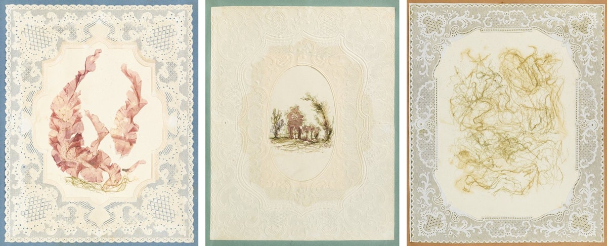 Three pages with representations of algae framed in lace-like borders