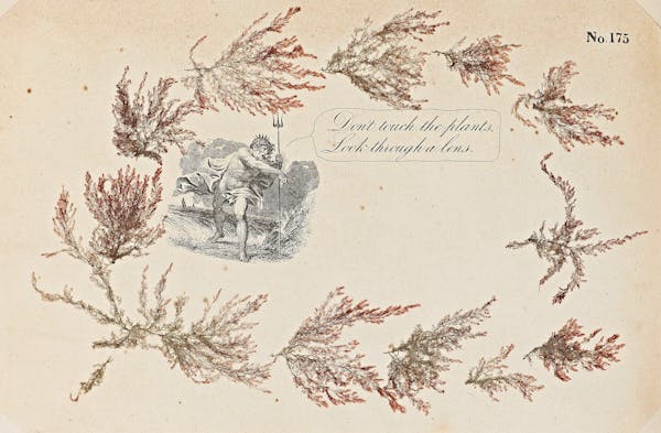 Love and Longing in the Seaweed Album