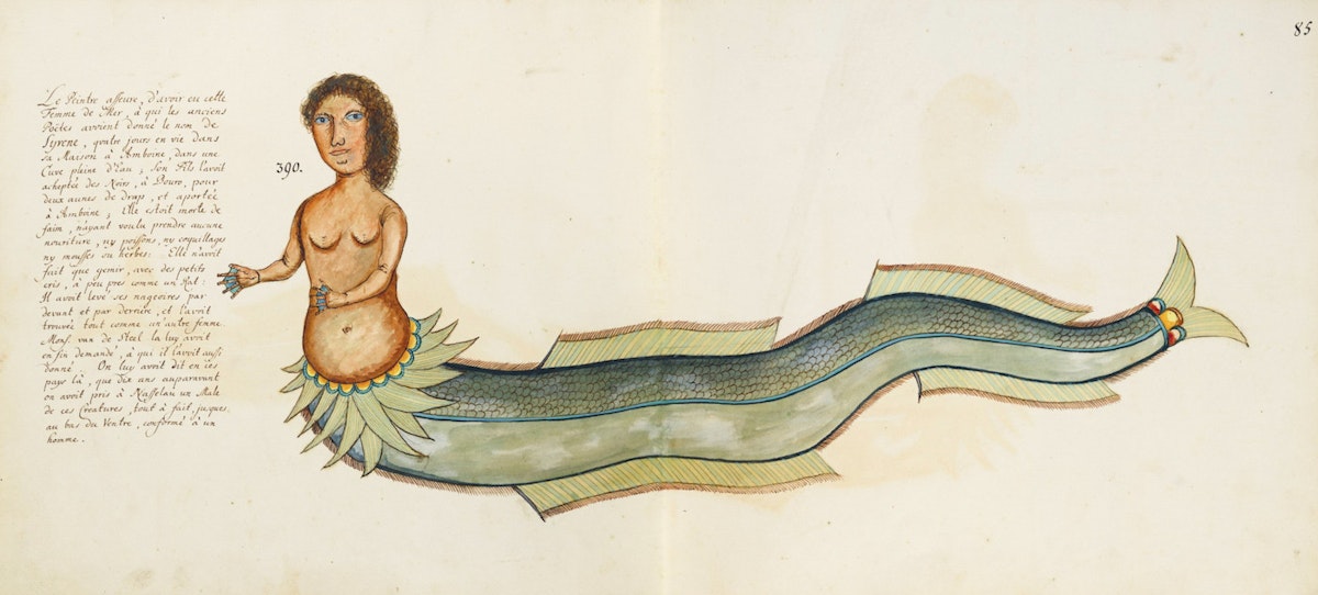 Samuel Fallours mermaid illustration
