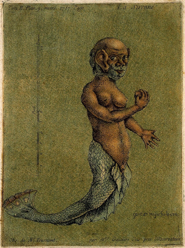 Gautier D’Agoty mermaid illustration
