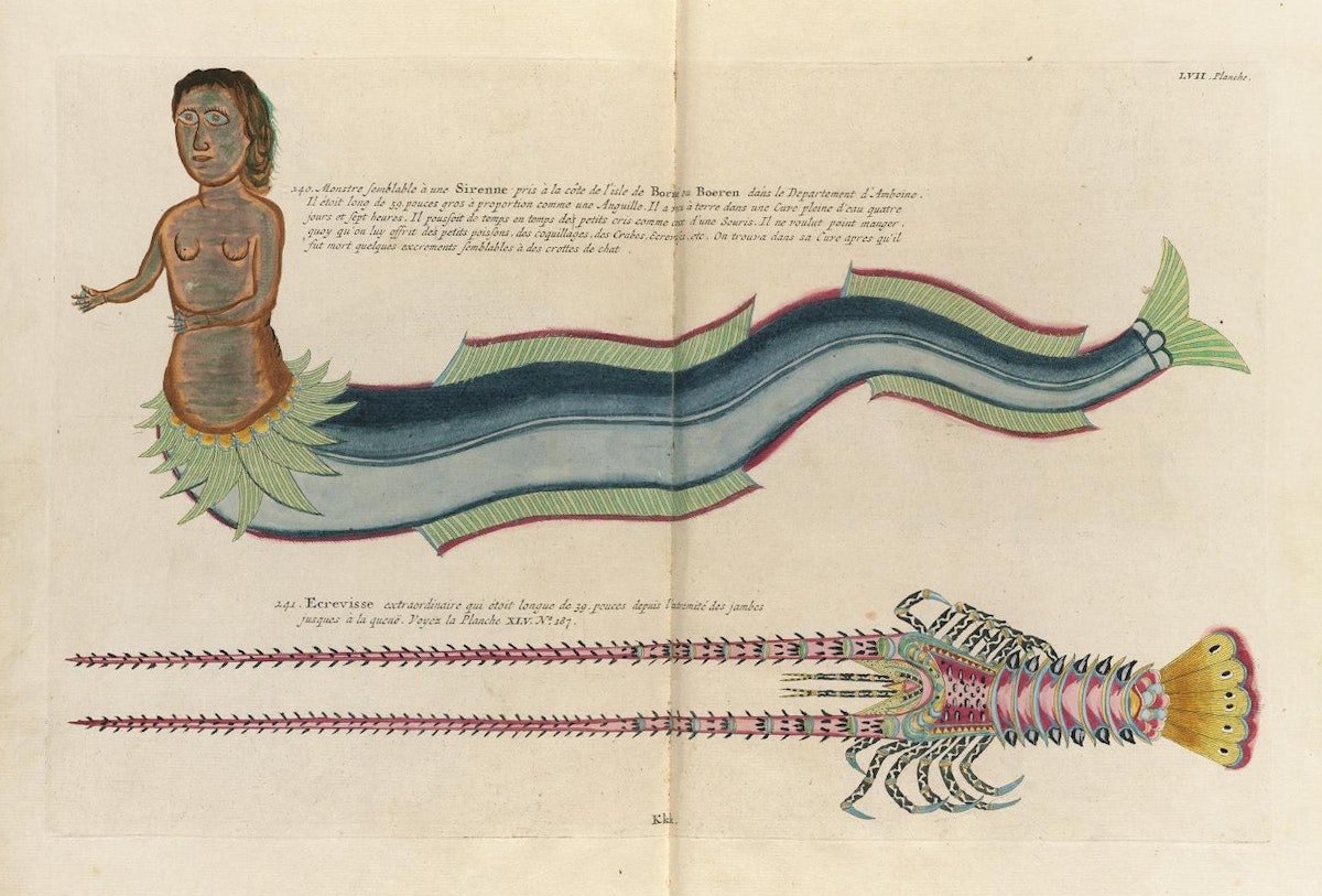 Samuel Fallours mermaid illustration printed by Louis Renard