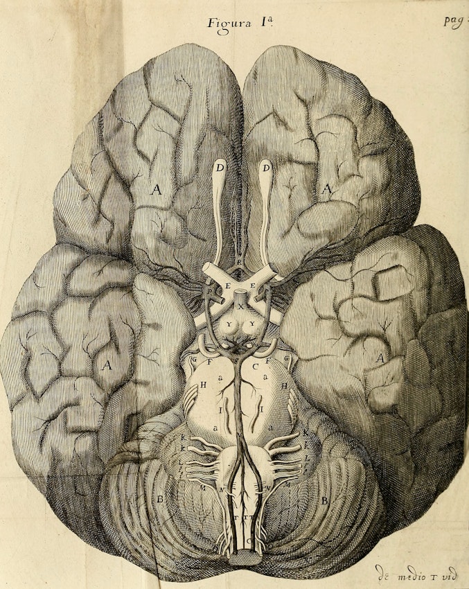 Christopher Wren’s engraving of the brain