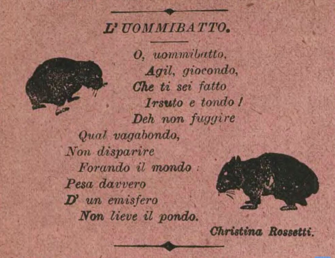 rossetti wombat