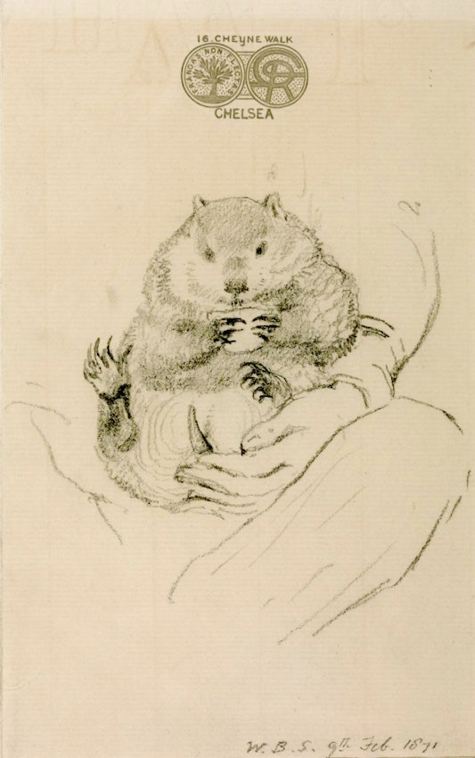 Rossetti's Wombat woodchuck