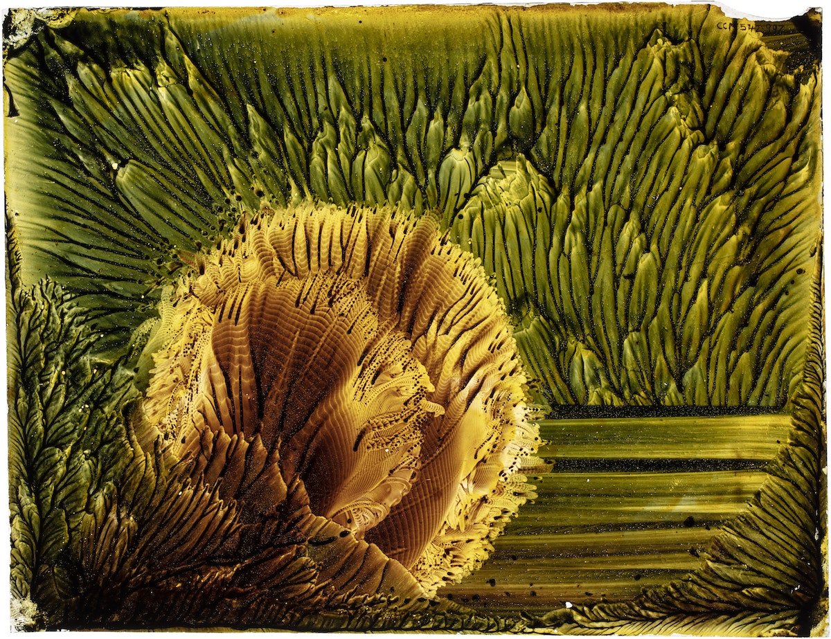 https://the-public-domain-review.imgix.net/essays/picturing-a-voice-margaret-watts-hughes-and-the-eidophone/Figure-6-Plant-Forms.jpeg?w=1200 https://the-public-domain-review.imgix.net/essays/picturing-a-voice-margaret-watts-hughes-and-the-eidophone/Figure-6-Plant-Forms.jpeg?w=1200