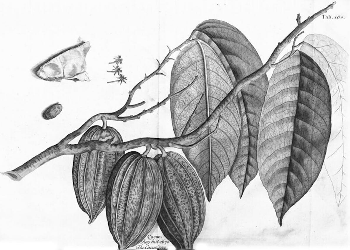 cacao