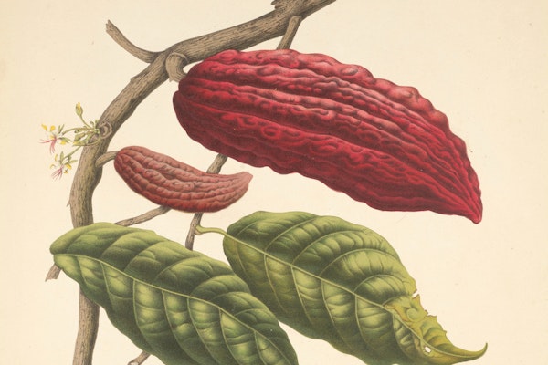 Pods, Pots, and Potions: Putting Cacao to Paper in Early Modern Europe