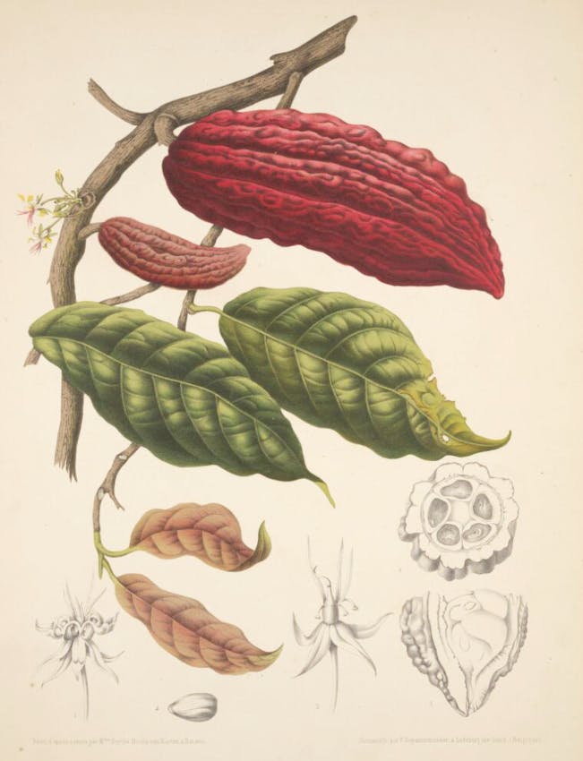 cacao