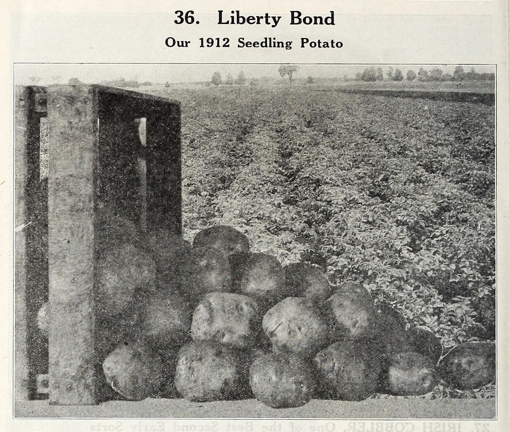 The Liberty Bond potato